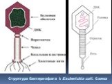 Структура бактериофага λ Escherichia coli. Схема