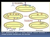 После проникновения фага λ в клетку кишечной палочки возможны 2 сценария развития событий: лизис или лизогения