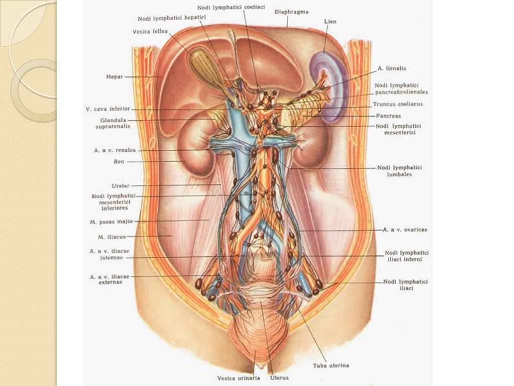 Внутренние органы женщины картинка. Анатомия человека внутренние органы расположение почек у женщин. Строение брюшной полости почки. Анатомия забрюшинного пространства малого таза. Почки анатомия в забрюшинном пространстве.