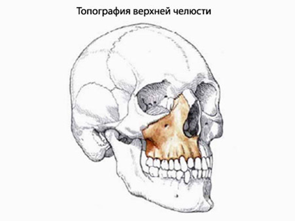 Клыковая ямка. Верхняя челюсть кость черепа анатомия. Верхняя челюсть черепа анатомия человека. Небный отросток верхней челюсти анатомия. Кости верхней челюсти анатомия.