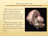 Продолговатый мозг явля- ет собой самый древний отдел головного мозга и представляет непосредствен- ное продолжение спинного мозга в ствол головного моз- га. По своим размерам про- долговатый мозг один из са- мых маленьких мозговых структур (отделов) головного мозга. Продолговатый мозг (анатомическо