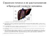 Строение печени и ее расположение в брюшной полости человека. В печени выделяют две доли - левую и правую (которая почти в 6 раз больше). Печень выполняет множество функций: синтезирует белки, факторы свертывающей системы крови, гемоглобин, компоненты иммунной системы; участвует в обмене жиров, угле