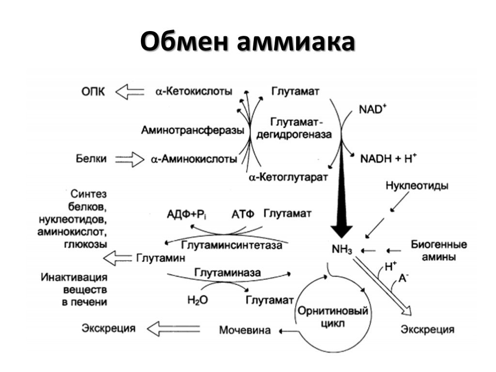 Ферменты распада белков. Схема обмена аммиака. Метаболизм аммиака в организме схема. Схема орнитинового цикла биохимия. Схема образования аммиака биохимия.