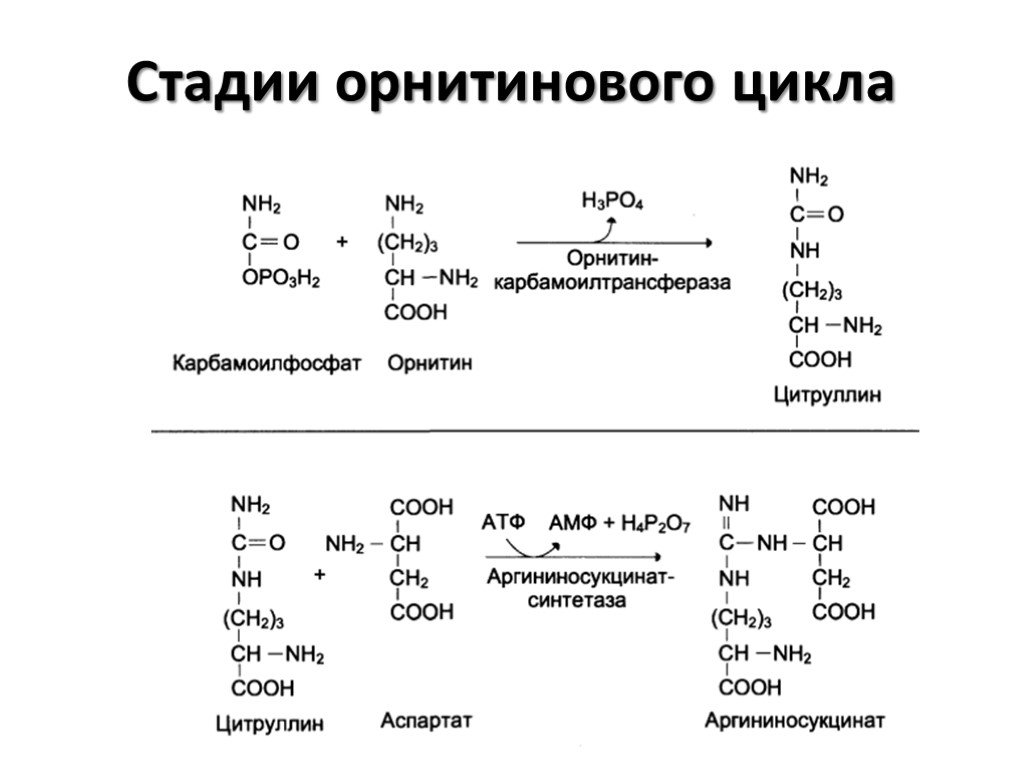 Реакции с затратой энергии. Этапы орнитинового цикла. Первая реакция орнитинового цикла. 1 Реакция орнитинового цикла. Орнитиновый цикл 1 реакция.