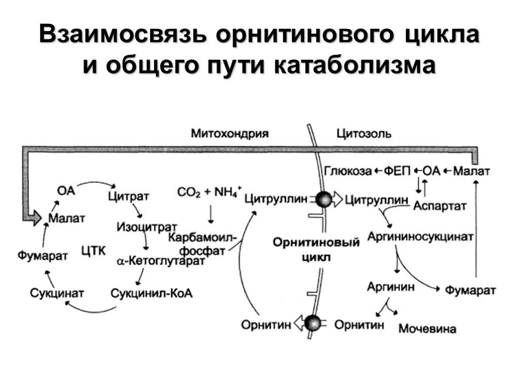 Орнитиновый цикл реакции. Регуляция карнитинитинового цикла. Орнитиновый цикл в митохондриях. Схема связь ЦТК И орнитинового цикла. Схема орнитинового цикла биохимия.