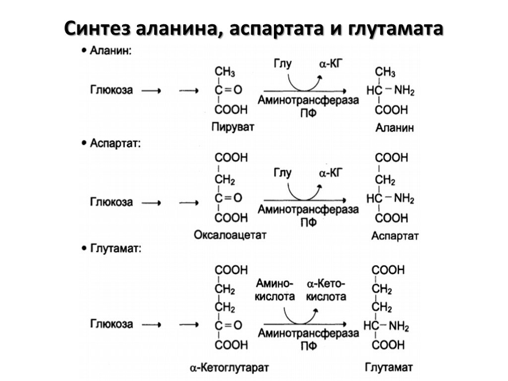 Кетокислоты аминокислот. Реакции синтеза глутамата из Глюкозы. Синтез Глюкозы из аланина реакция. Схема синтеза заменимых аминокислот в организме. Реакции синтеза заменимых аминокислот.