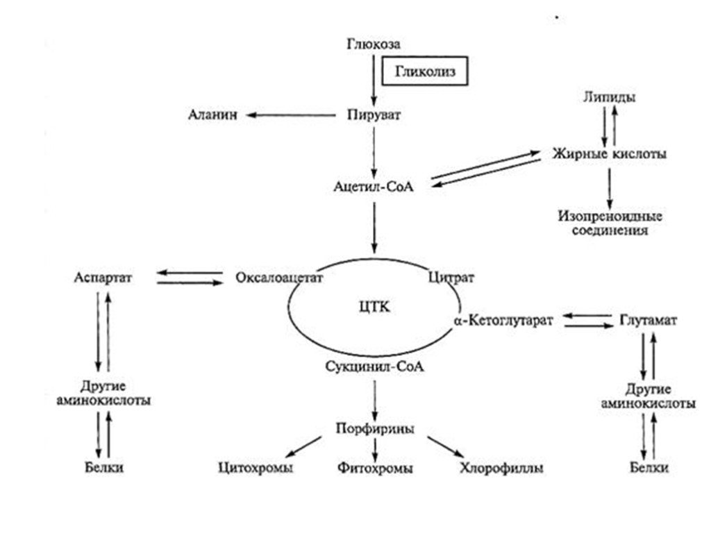 Общие пути метаболизма аминокислот