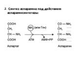 2. Синтез аспарагина под действием аспарагинсинтетазы: