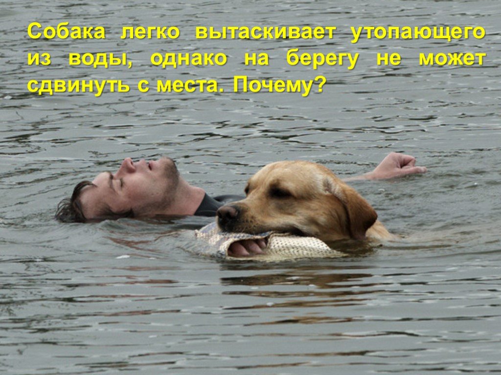 Собака легко перетаскивает утопающего в воде. Почему собака на берегу. Вытащить утопающего из воды. Собака легко вытащит человека из воды.. Собака выходит на берег из воды.