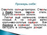 Проверь себя: Осветило солнце пригорки. Стволы у берёз такие свежие стали, будто их молоком облили. Листья ещё маленькие, словно мокрые. А на концах веток коричнево-золотые серёжки. Вся берёзка в серёжках! Золотится, как будто в солнечном дожде!