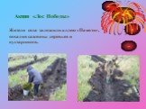Акция «Лес Победы». Жители села заложили аллею «Памяти», посадив саженцы деревьев и кустарников.
