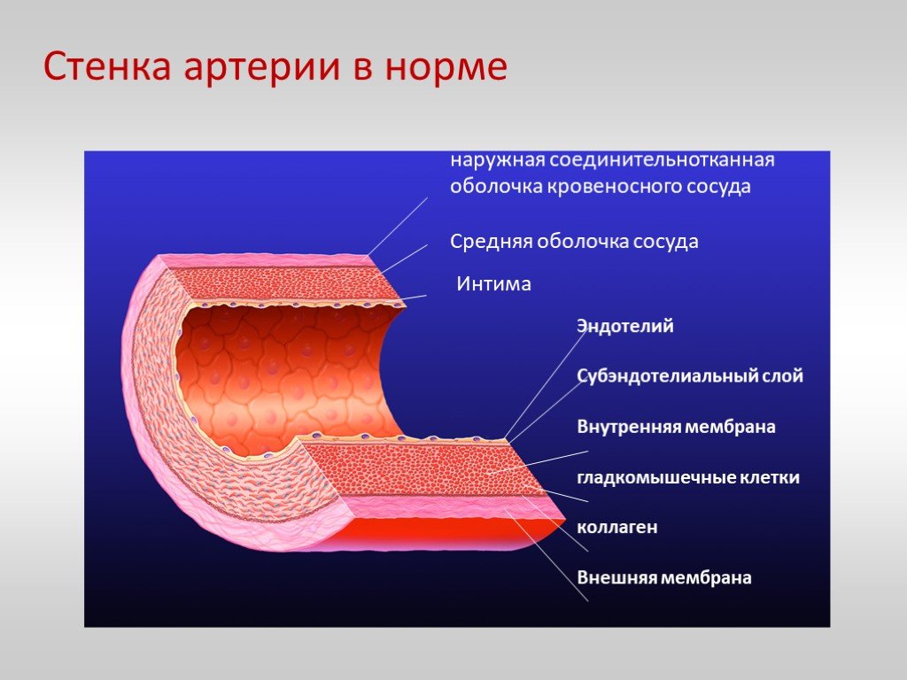 Три слоя артерий. Эндотелий внутренняя оболочка средняя оболочка. Строение наружной оболочки артерии. Строение стенки артерии слои. Оболочки кровеносных сосудов.