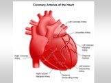 ЭКГ-диагностика при подозрении на инфаркт миокарда Слайд: 3