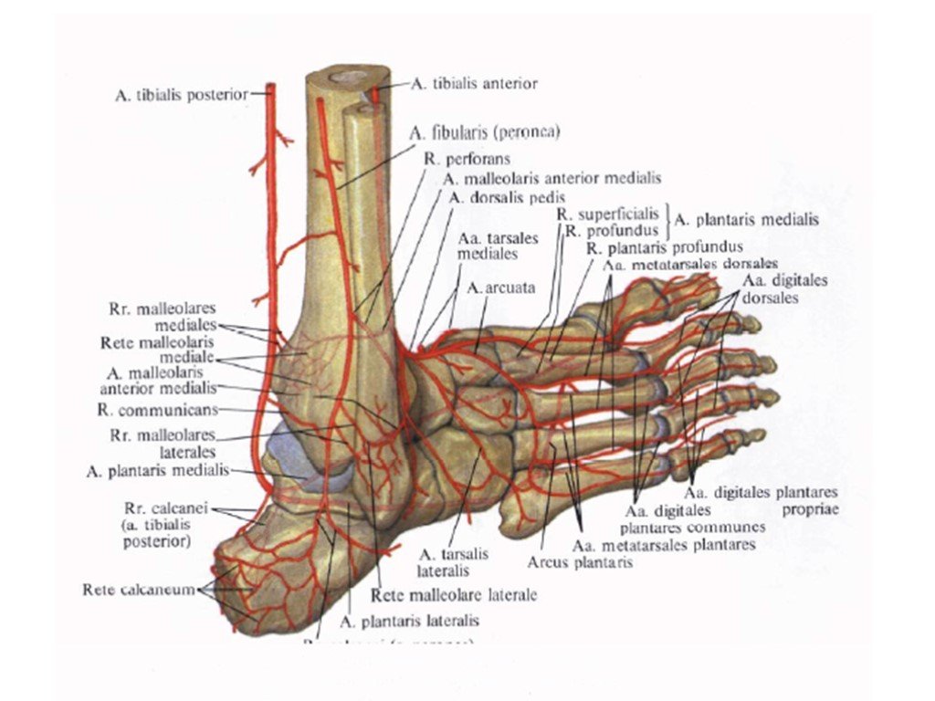 Основные артерии стопы. Сосуды голеностопного сустава анатомия. Иннервация голеностопного сустава анатомия. Строение голеностопа кости. Голеностопный сустав анатомия строение кости.