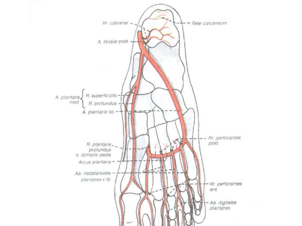 Основные артерии стопы. Кровоснабжение стопы анатомия. Тыльная артерия стопы схема. Кровоснабжение стопы анатомия схема. Кровоснабжение голеностопного сустава схема.