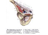 Артерии таза и нижней конечности Слайд: 19