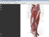Артерии таза и нижней конечности Слайд: 20