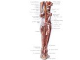 Артерии таза и нижней конечности Слайд: 22