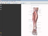 Артерии таза и нижней конечности Слайд: 24