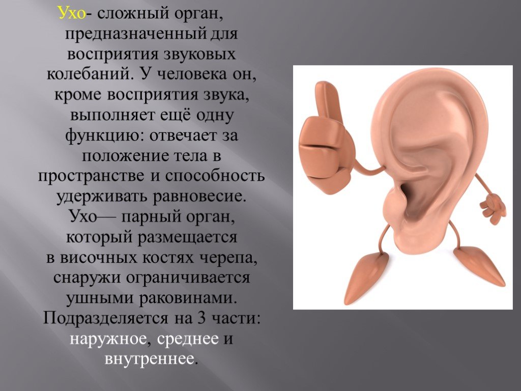 Ухо человека способно улавливать звук с частотой. Система слуха. Слуховая сенсорная система. Слуховая и вестибулярная системы. Слуховая и вестибулярная сенсорная система.