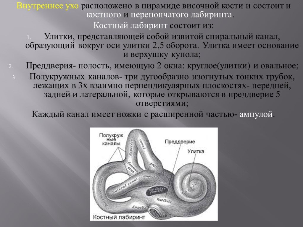 Полукружные каналы внутреннего уха расположены. Внутреннее ухо костный Лабиринт перепончатый Лабиринт. Костный и перепончатый Лабиринт улитки. Костный перепончатый Лабиринт вестибулярного аппарата. Перепончатый Лабиринт внутреннего уха состоит.