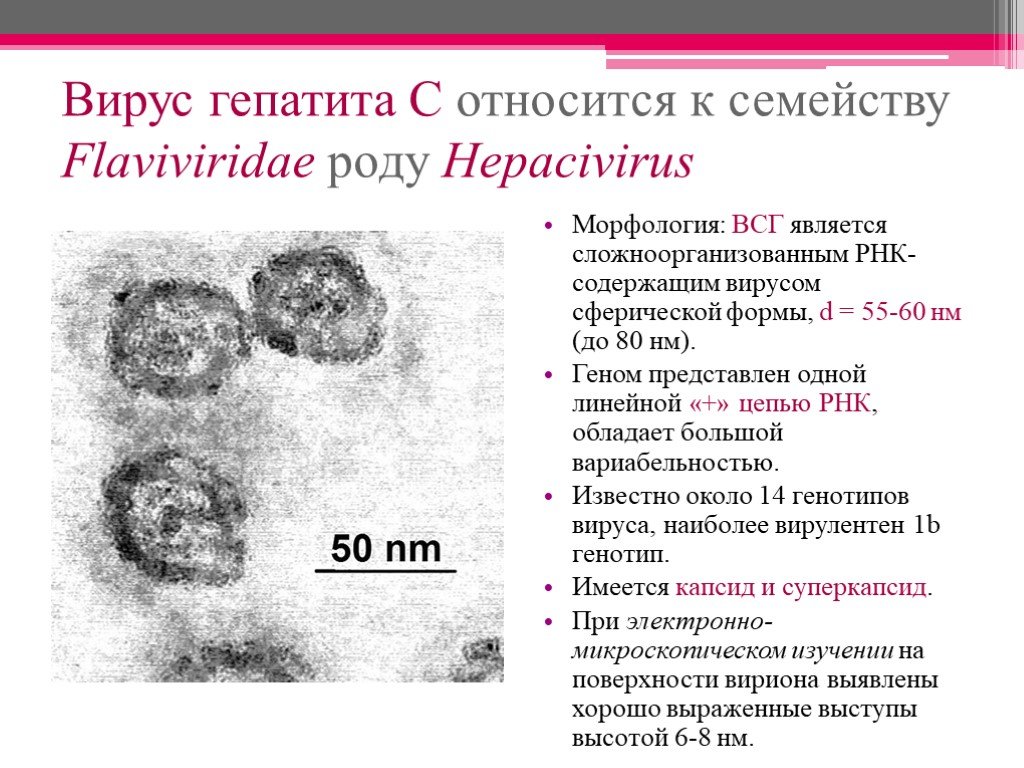 Гепатит f. Морфология вируса гепатита c. Морфология вируса гепатита а. Вирусный гепатит морфология. Вирус гепатита а относится к семейству.