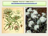 Багульник болотный - Ledum palustre L. http://doctortrav.ru/herbs/respiratory/article-147