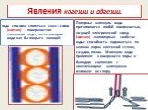 Явления когезии и адгезии. Вода способна слипаться сама с собой (когезия) - поверхностное натяжение воды, из-за которого вода как бы покрыта кожицей: Полярные молекулы воды притягиваются любой поверхностью, несущей электрический заряд (адгезия) -капиллярные свойства воды: способность подниматься по 