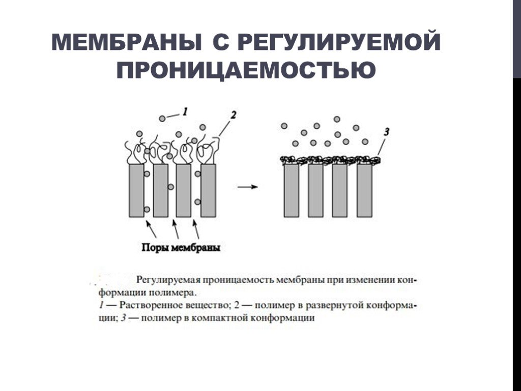 Проницаемость мембраны. Избирательная проницаемость мембраны клетки. Проницаемость клеточных мембран. Избирательная проницаемость клеточной мембраны схема. Уменьшают проницаемость биологических мембран.