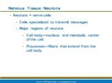 Nervous Tissue: Neurons. Neurons = nerve cells Cells specialized to transmit messages Major regions of neurons Cell body—nucleus and metabolic center of the cell Processes—fibers that extend from the cell body