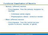 Functional Classification of Neurons. Sensory (afferent) neurons Carry impulses from the sensory receptors to the CNS Cutaneous sense organs Proprioceptors—detect stretch or tension Motor (efferent) neurons Carry impulses from the central nervous system to viscera, muscles, or glands