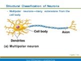 Figure 7.8a. Structural Classification of Neurons. Multipolar neurons—many extensions from the cell body