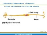 Bipolar neurons—one axon and one dendrite. Figure 7.8b