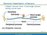 Unipolar neurons—have a short single process leaving the cell body. Figure 7.8c