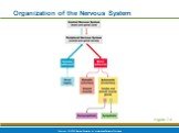 Organization of the Nervous System. Figure 7.2