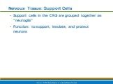 Nervous Tissue: Support Cells. Support cells in the CNS are grouped together as “neuroglia” Function: to support, insulate, and protect neurons
