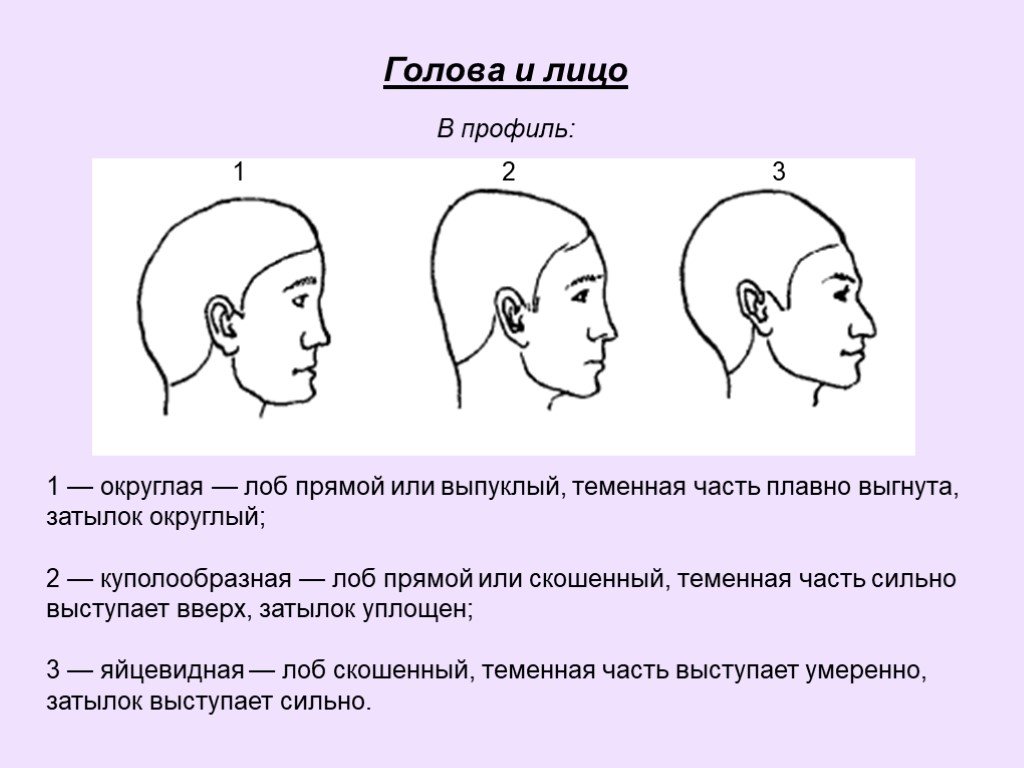 Какой должен быть лоб. Формы головы человека сбоку. Форма головы человека вид сбоку. Формы лица в профиль.