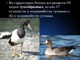 На территории России встречается 59 видов гусеобразных, из них 17 относятся к подсемейству гусиных и 42 к подсемейству утиных.