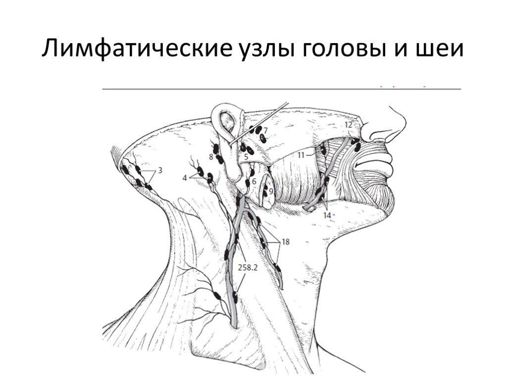 Узлы на затылке. Лимфатические узлы шеи анатомия. Лимфатические сосуды и регионарные лимфатические узлы головы и шеи. Лимфатические узлы шеи схема. Лимфоузлы лица и шеи анатомия.