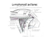 Lymphonodi axillares