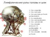 1 – lnn. occipitales 2 – lnn. mastoidei 3 – lnn. parotidei profundi (preauriculares) 4 – ln. mandibularis 5 – lnn. submandibulares 6 – lnn. submentales 7 – lnn. cervicales anteriores sfc (prelaryngeales et pretracheales) 8 – lnn. cervicales laterales profundi. Лимфатические узлы головы и шеи