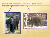 Слоны бывают африканские и азиатские. Самое крупное животное – африканский слон