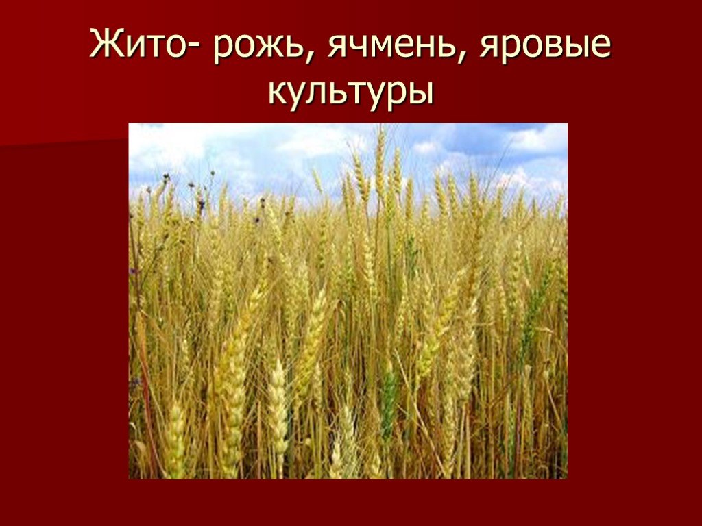 Объяснение слов жито. Яровые культуры. Рожь. Жито значение. Хлеб жито.