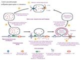 Цикл реализации нейромедиаторов в синапсе.