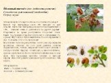 Я́блонный цветое́д (лат. Anthonomus pomorum) Семейство: долгоносики (Curculionidae) Отряд: жуки. Зимуют жуки в поверхностном слое почвы и под корой. Весной при температуре около 6°С выходит из мест зимовки. Как только температура воздуха поднимается выше 10°С, начинает летать и расселяться на других