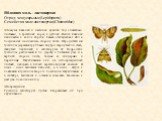 Яблонная моль - листовертка Отряд: чешуекрылые (Lepidoptera) Семейство: моле-листовертки (Choreutidae). Зимуют бабочки и частично куколки под опавшими листьями, в трещинах коры, в дуплах. Вылет бабочек начинается в конце апреля. Самка откладывает яйца поодиночке на нижнюю сторону листа. Отродившиеся