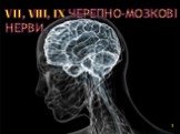 VII, VIII, IX черепно-мозкові нерви