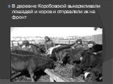 В деревне Коробовской выкармливали лошадей и коров и отправляли их на фронт