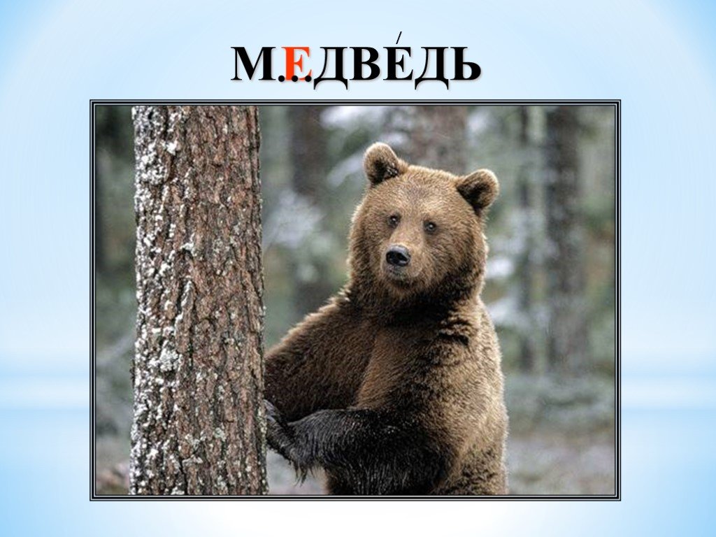 Какая скорость у медведя км ч. Бурый медведь символ России. Скорость медведя. Девиз медведи. Максимальная скорость бурого медведя.