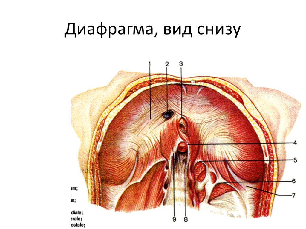 Крупно снизу. Диафрагма вид снизу анатомия. Диафрагма анатомия мышцы. Строение диафрагмы вид снизу. Топография диафрагмы,ножки диафрагмы.